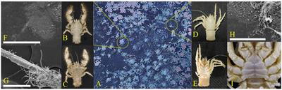 Variation in epibiotic bacteria on two squat lobster species of Munidopsidae